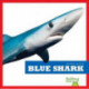 Blue Shark