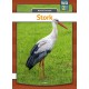 Stork