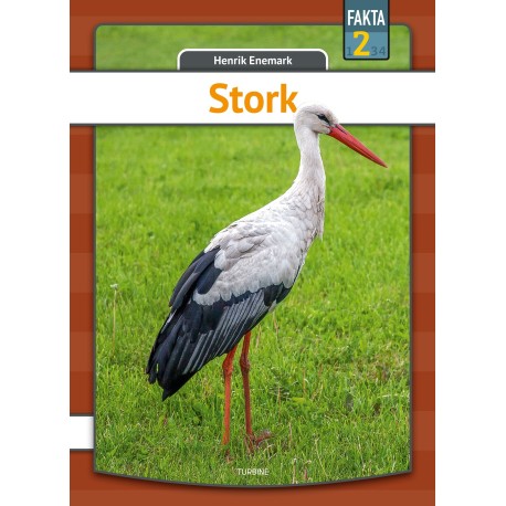 Stork