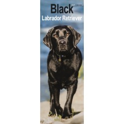 Labrador Retriever Black Slim
