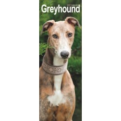 Greyhound Slim
