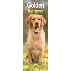 Golden Retriever Slim