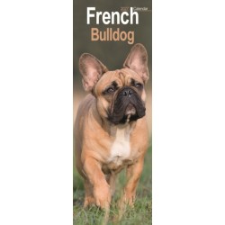 French Bulldog Slim