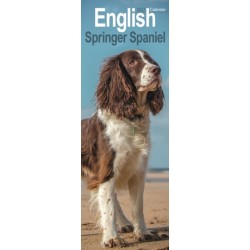 English Springer Spaniel Slim
