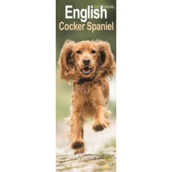 English Cocker Spaniel Slim