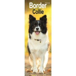Border Collie Slim
