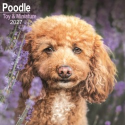 Poodle, Toy & Miniature Wall