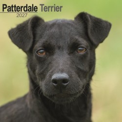 Patterdale Terriers Wall