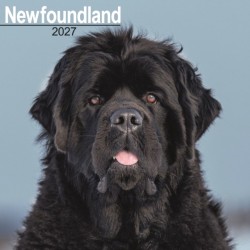Newfoundland Wall