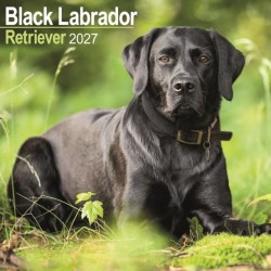 Labrador Retriever Black Wall
