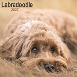 Labradoodle Wall