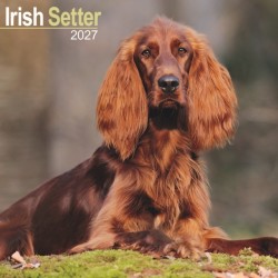 Irish Setter Wall