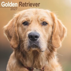 Golden Retriever Wall