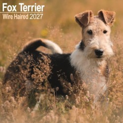 Fox Terrier Wirehaired  W