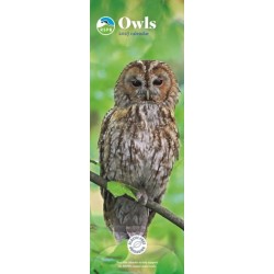 RSPB Owls (PFP) Slim