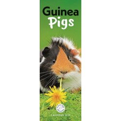 Guinea Pigs (PFP)Slim