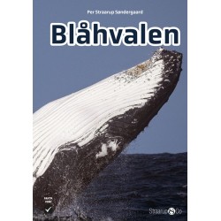 Blåhvalen