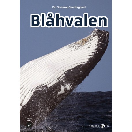 Blåhvalen