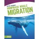 Humpback Whale Migration