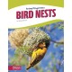 Bird Nests