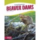 Beaver Dams