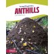 Anthills