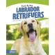 Labrador Retrievers