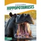 Hippopotamuses