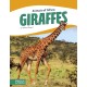 Giraffes