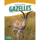 Gazelles