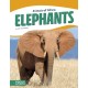 Elephants