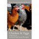Chicken & Eggs: River Cottage Handbook No.11