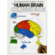 The Human Brain Coloring Book: A Coloring Book