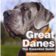 GREAT DANES
