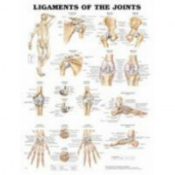 Ligaments of the Joints Anatomical Chart