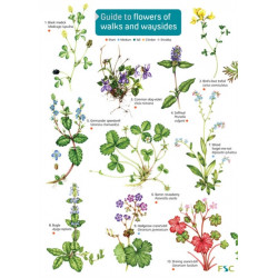 Guide to flowers of walks and waysides