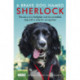 A Brave Dog Named Sherlock