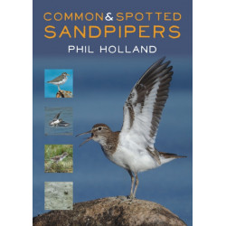 Common and Spotted Sandpipers
