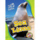 Sea Lions