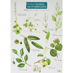 Guide to Foraging: Top 25 Edible Plants