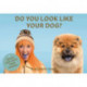 Do You Look Like Your Dog?: Match Dogs with Their Humans: A Memory Game