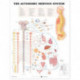The Autonomic Nervous System Anatomical Chart