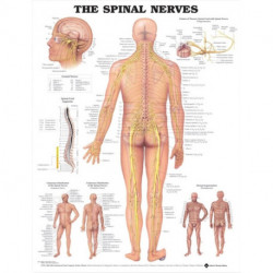 The Spinal Nerves Anatomical Chart
