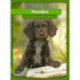 Hunden