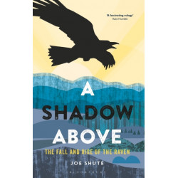 A Shadow Above: The Fall and Rise of the Raven