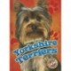 Yorkshire Terriers