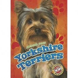 Yorkshire Terriers