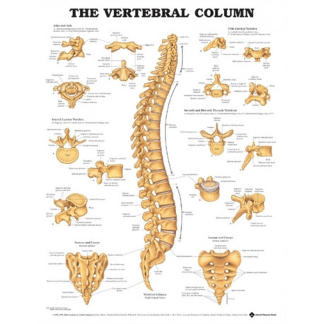 The Vertebral Column Anatomical Chart