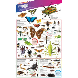 DKfindout! Bugs Poster