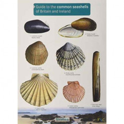 Guide to the Common Seashells of Britain and Ireland